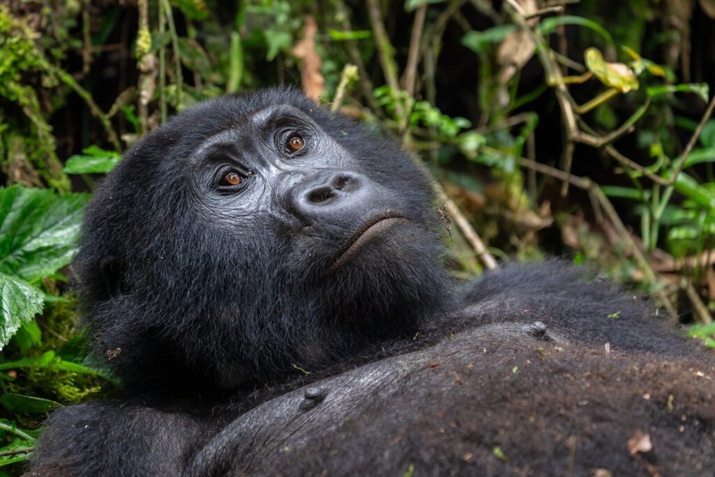 How Fast Can a Gorilla Run? Speed Compared to Humans