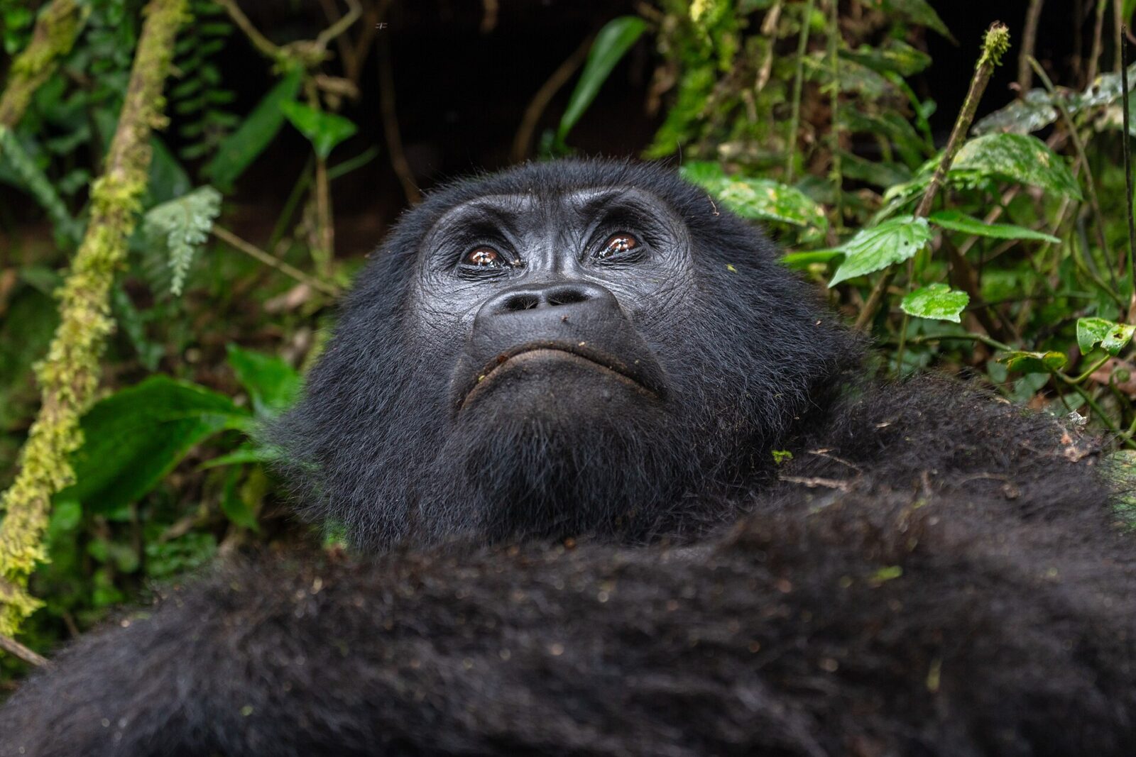 Are Mountain Gorillas Dangerous to Humans?