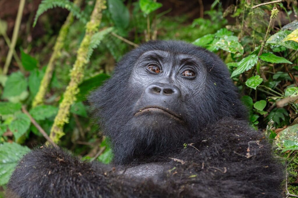 How Do Gorillas Sleep? Mountain Gorilla Rest and Nesting Behaviour