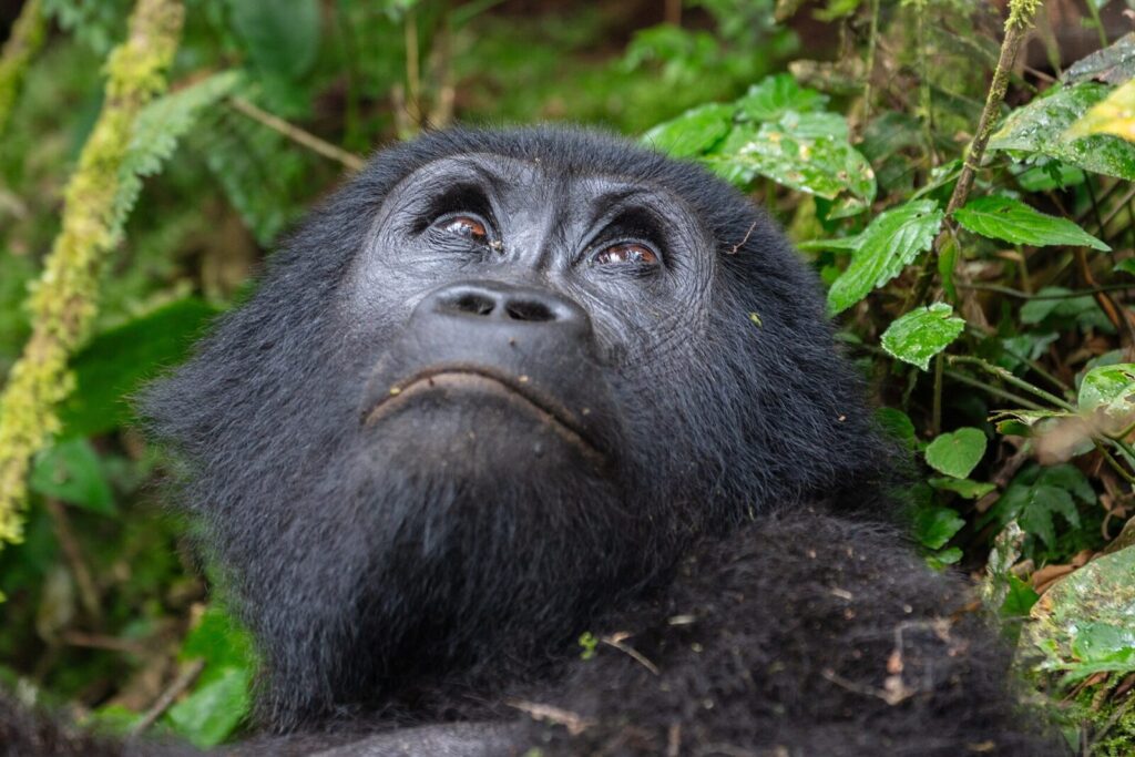 Mountain Gorilla Adaptations to Cold Highland Forests