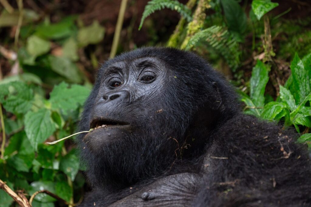 Mountain Gorilla Habitat: The Forests Gorillas Call Home