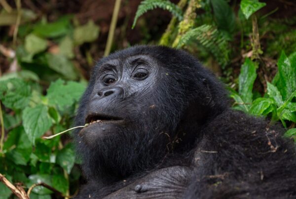 Mountain Gorilla Habitat: The Forests Gorillas Call Home