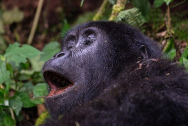 Gorilla and Human DNA: How Closely Related Are We?