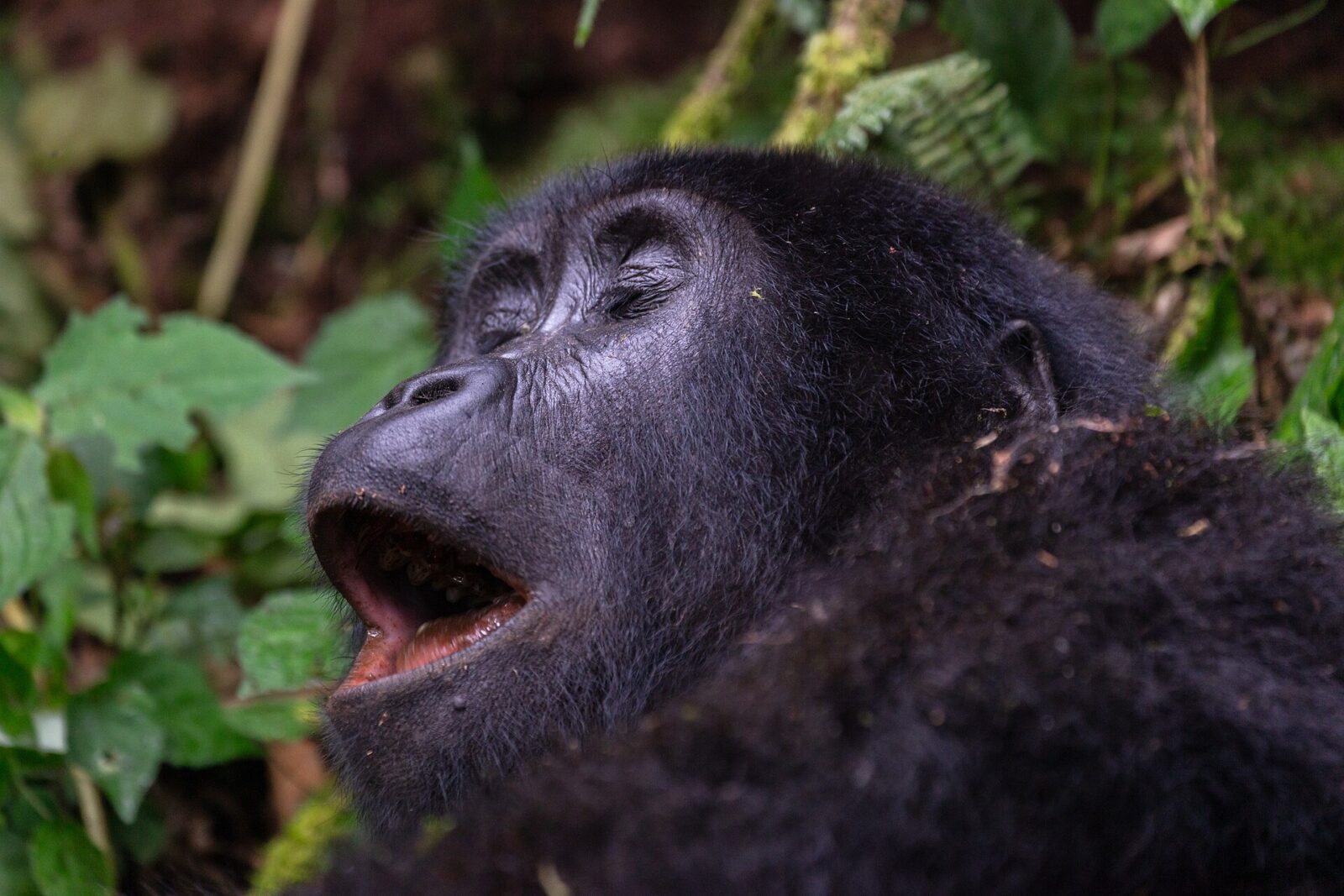 Gorilla and Human DNA: How Closely Related Are We?