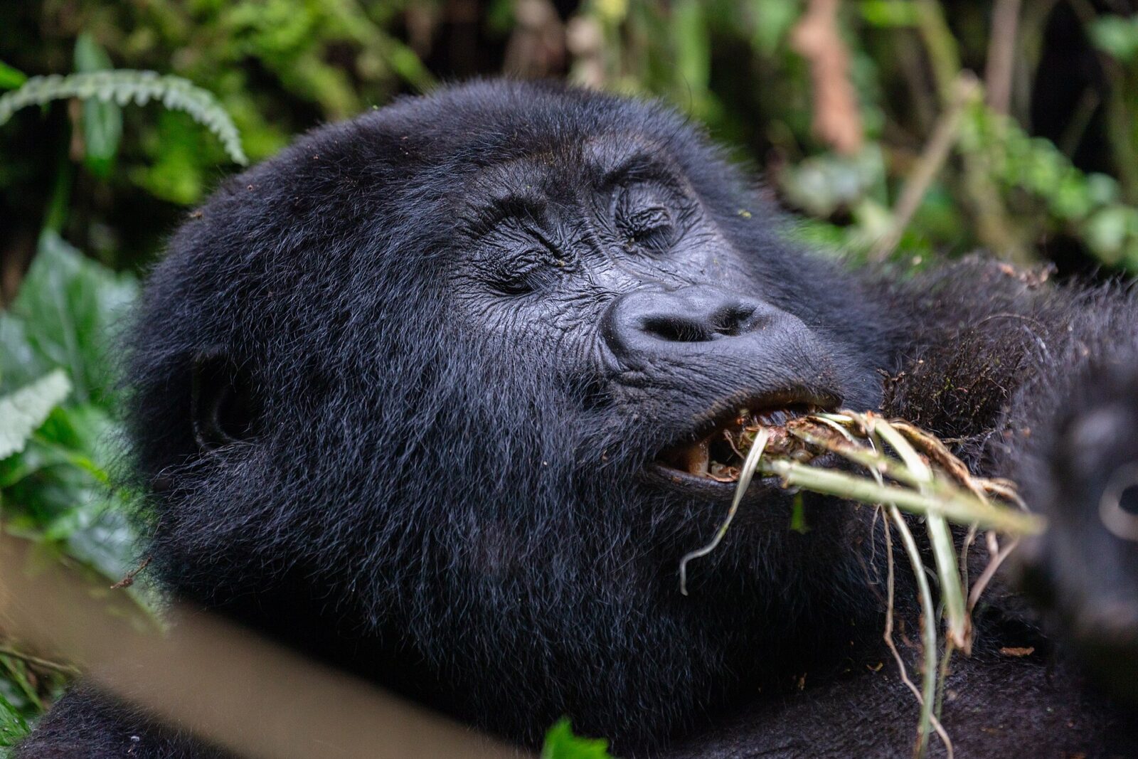 Mountain Gorilla Population: How Many Gorillas Are Left?