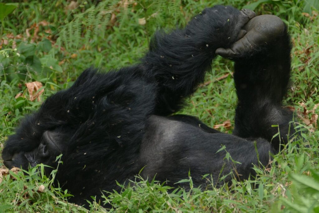 Why I Left a Corporate Job to Work in Gorilla Conservation in Uganda
