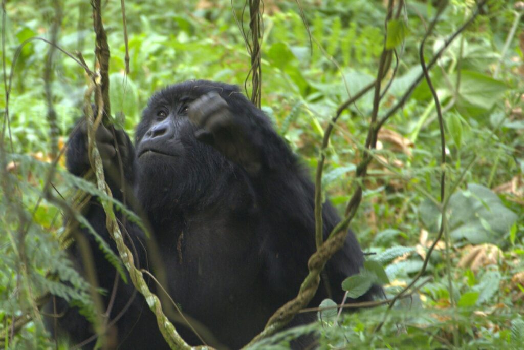 How Uganda s Economy Is Tied to the Health of the Gorilla Population