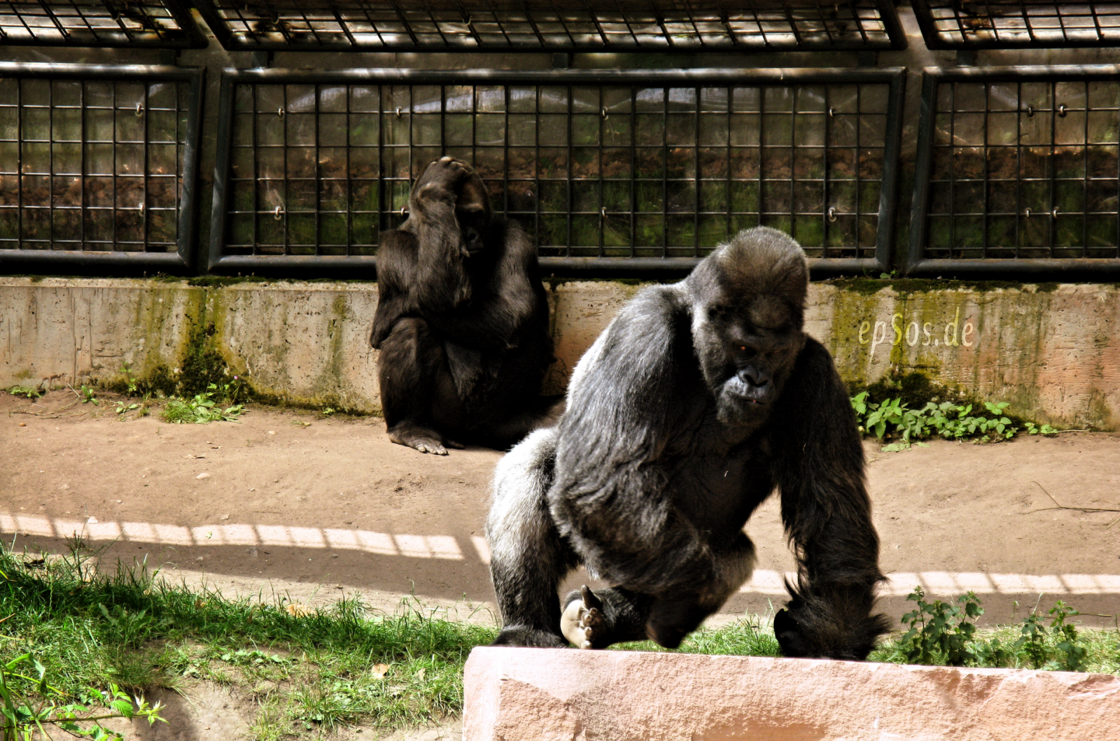 Gorilla Strength: How Strong Is a Mountain Gorilla?