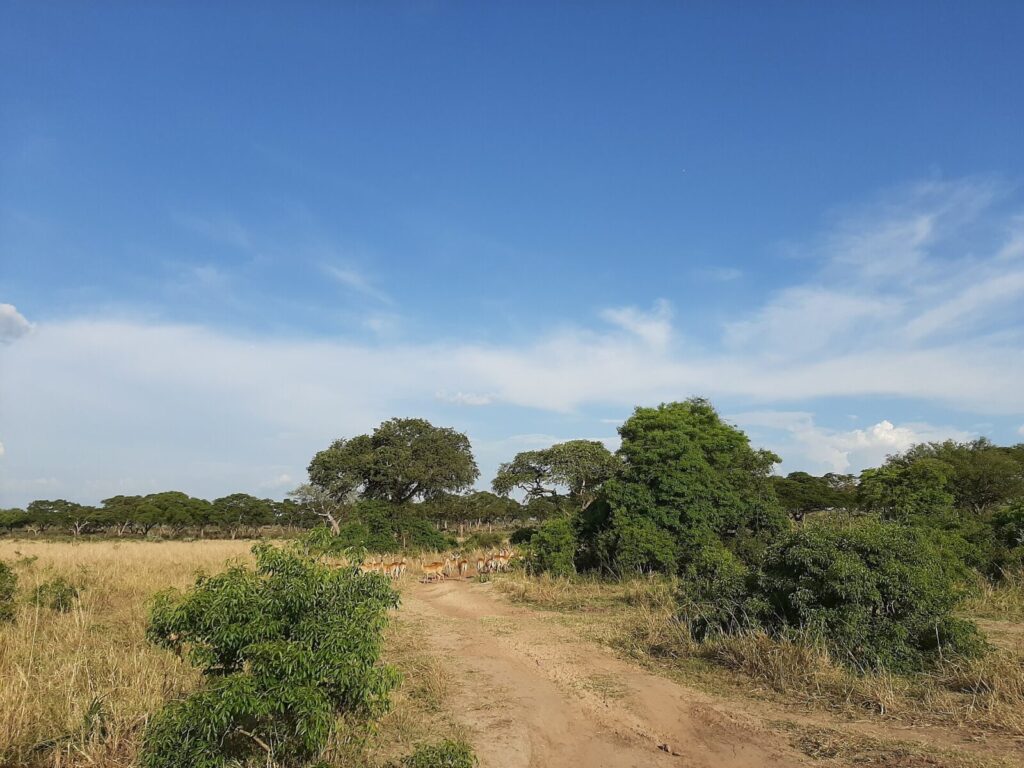 Day Uganda Gorilla and Wildlife Safari Itinerary