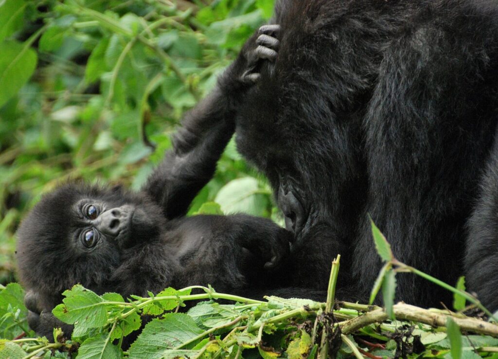 Uganda vs Rwanda Gorilla Trekking: Which Should You Choose?