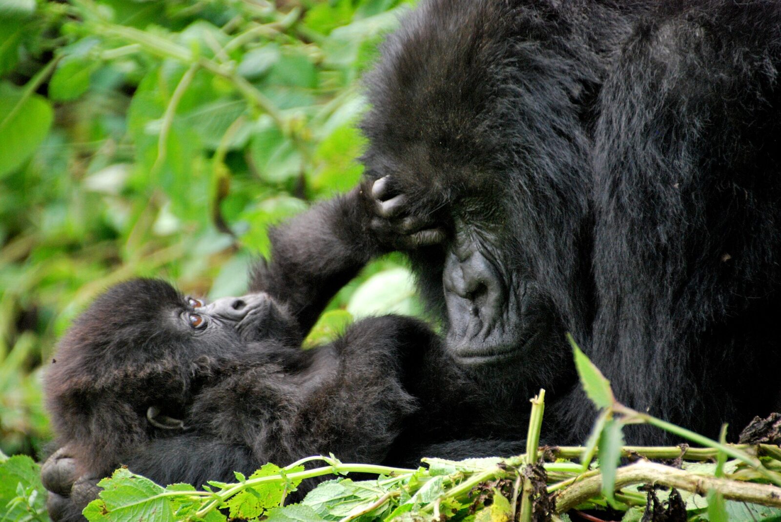 Uganda Beats Rwanda in New 2026 Travel Ranking: The Reasons Why