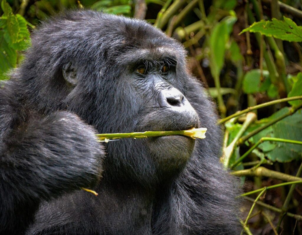 The Gorilla Family That Crossed Our Path and Stopped to Stare