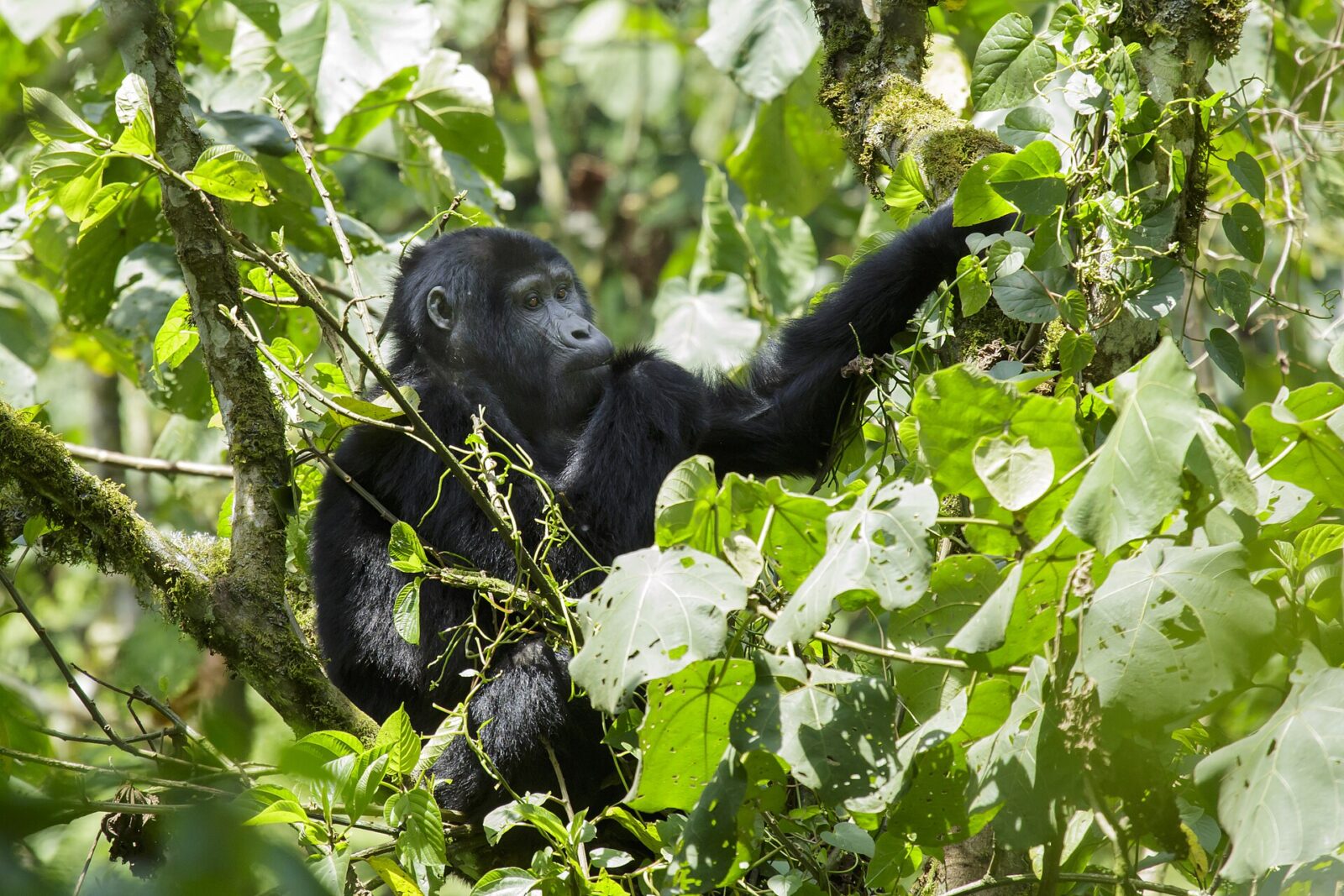 Gorilla Trekking Uganda: What the Permit Fee Includes Step by Step