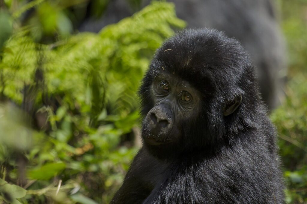 The Orphan Who Grew Up to Protect the Gorillas That Saved Her Village