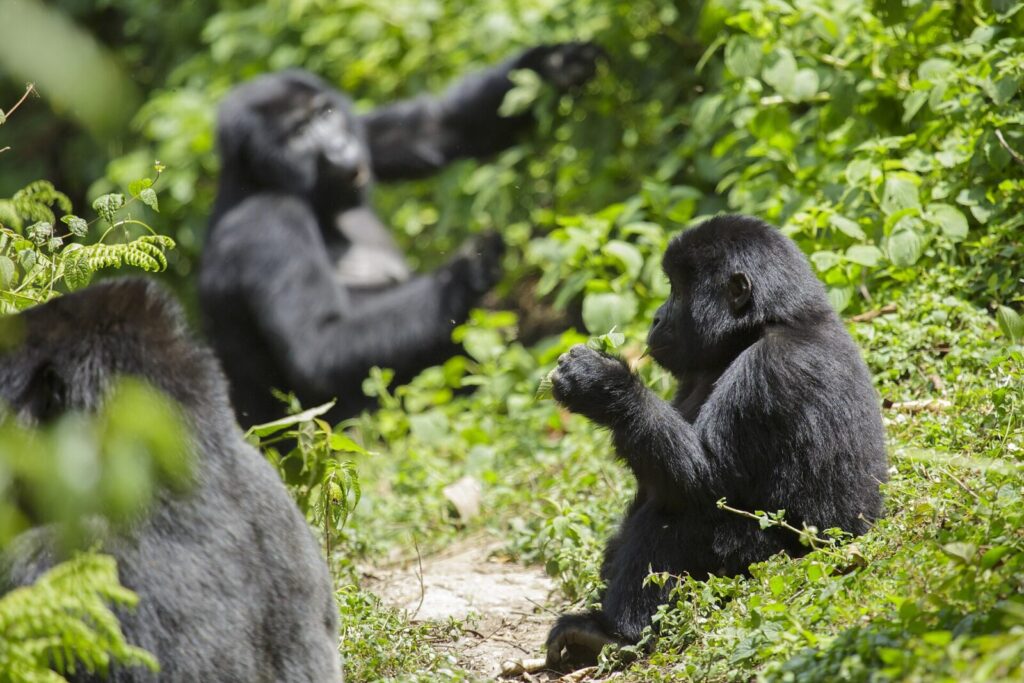 How Gorilla Trekking Gave One Ugandan Guide the Life He Dreamed Of