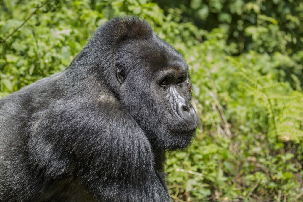 Gorilla Trekking Uganda Thanksgiving Week: American Holiday Special