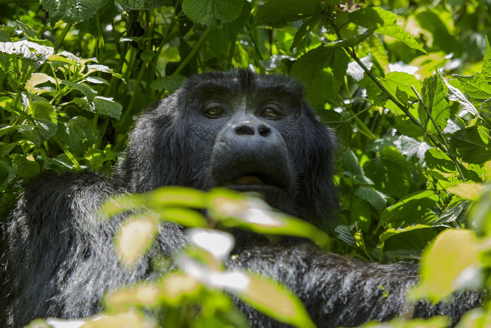 The Anti-Poaching Team That Has Had Zero Gorilla Incidents in 8 Years