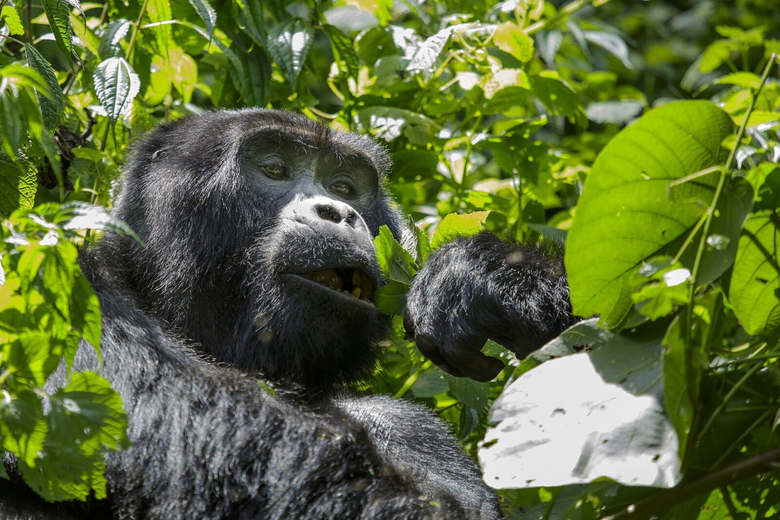 Why the Batwa Trail Matters More Than the Gorilla Trek for Understanding Uganda