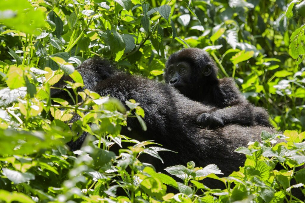 Gorilla Trekking Makes Every Single Must-Do Africa List: Here Is Why