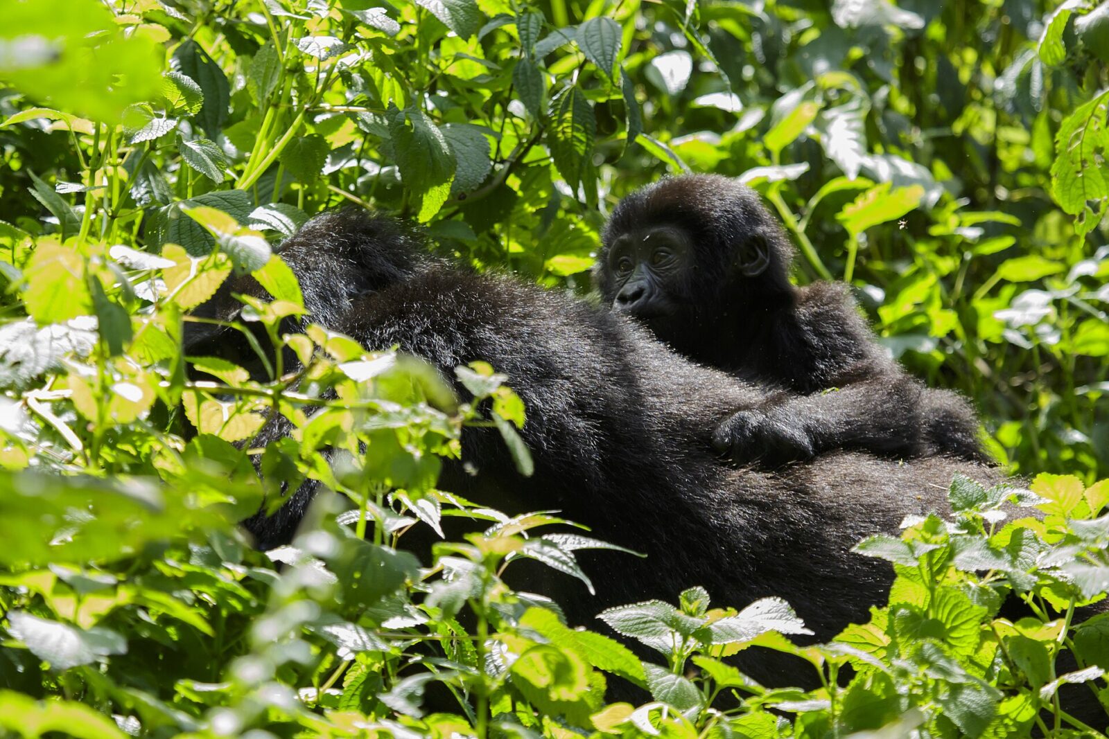 Gorilla Trekking Makes Every Single Must-Do Africa List: Here Is Why