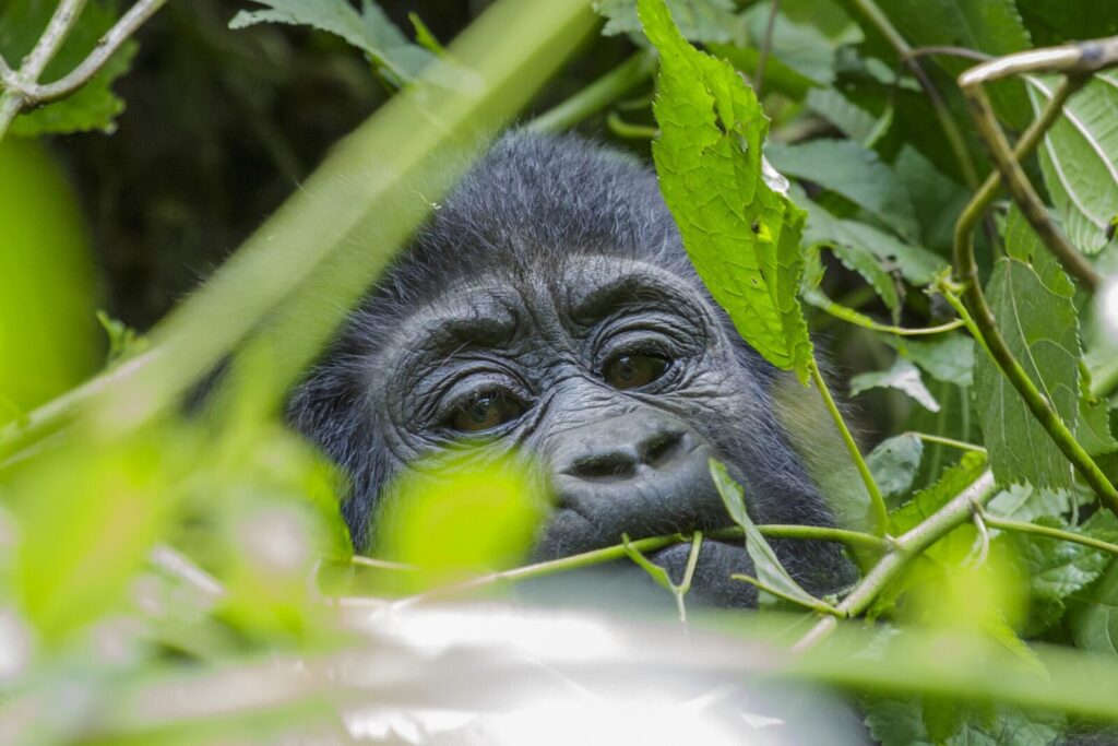 Why Gorilla Trekking Beats Every Other Wildlife Encounter on Earth