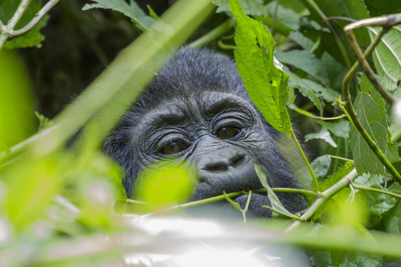 Why Gorilla Trekking Beats Every Other Wildlife Encounter on Earth