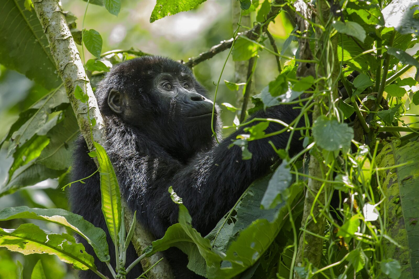 The Only Animal Encounter That Competes With Gorilla Trekking: Orangutans