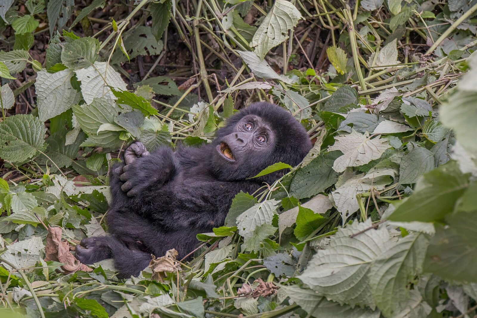 Gorilla Trekking Uganda: The 2027 Planning Guide for Early Bookers