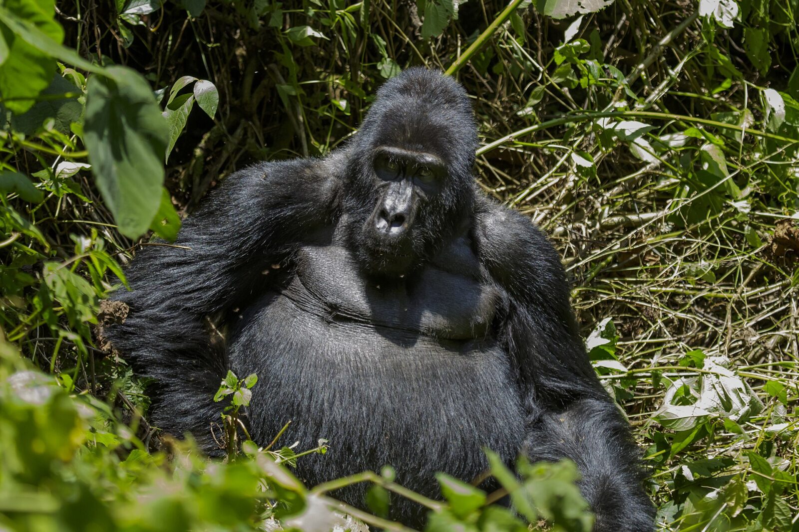 Why the Serengeti Migration Is Overrated and Gorilla Trekking Is Not