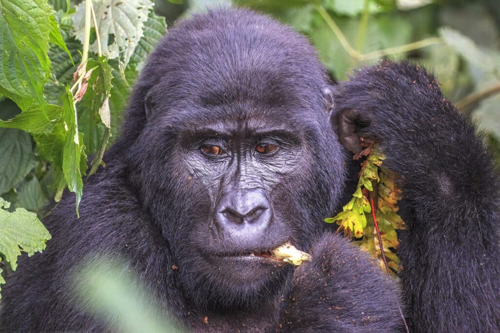 The Moment I Realised Humans Are Just Animals: Gorilla Trekking Essay