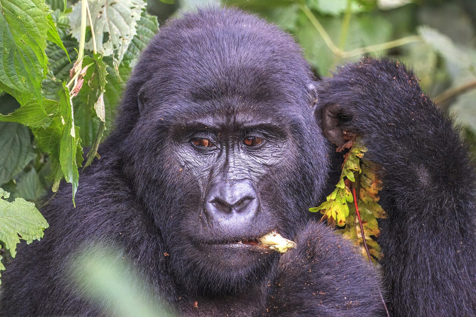The Moment I Realised Humans Are Just Animals: Gorilla Trekking Essay