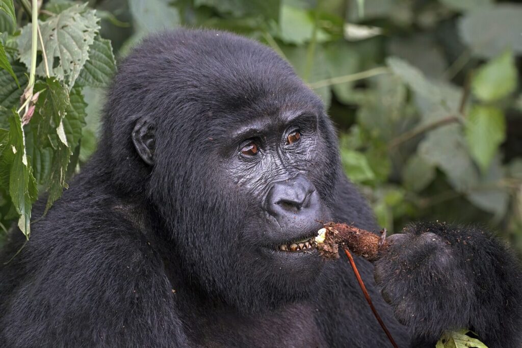 Uganda Gorilla Permits for Students: Discounts Available