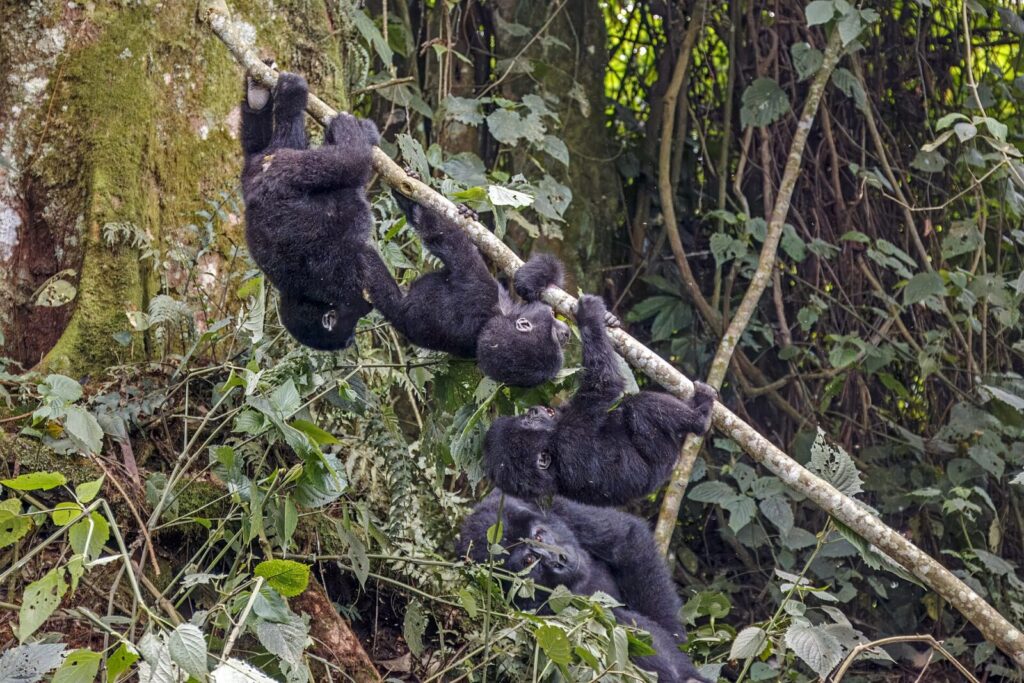 The Trip That Made Me Stop Complaining: A Gorilla Trekking Reflection