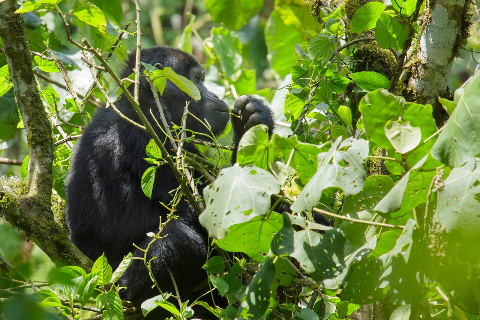 The Complete Gorilla Trekking Uganda Guide for 2027: Read Before You Book