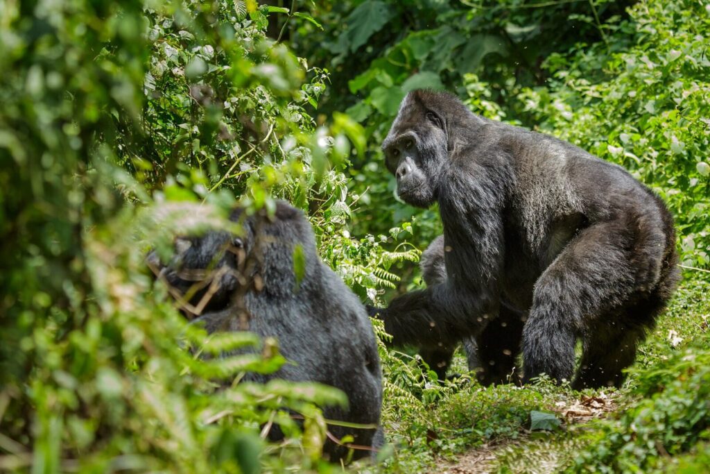 Your Gorilla Trekking Uganda Itinerary: A Day-by-Day Plan That Works