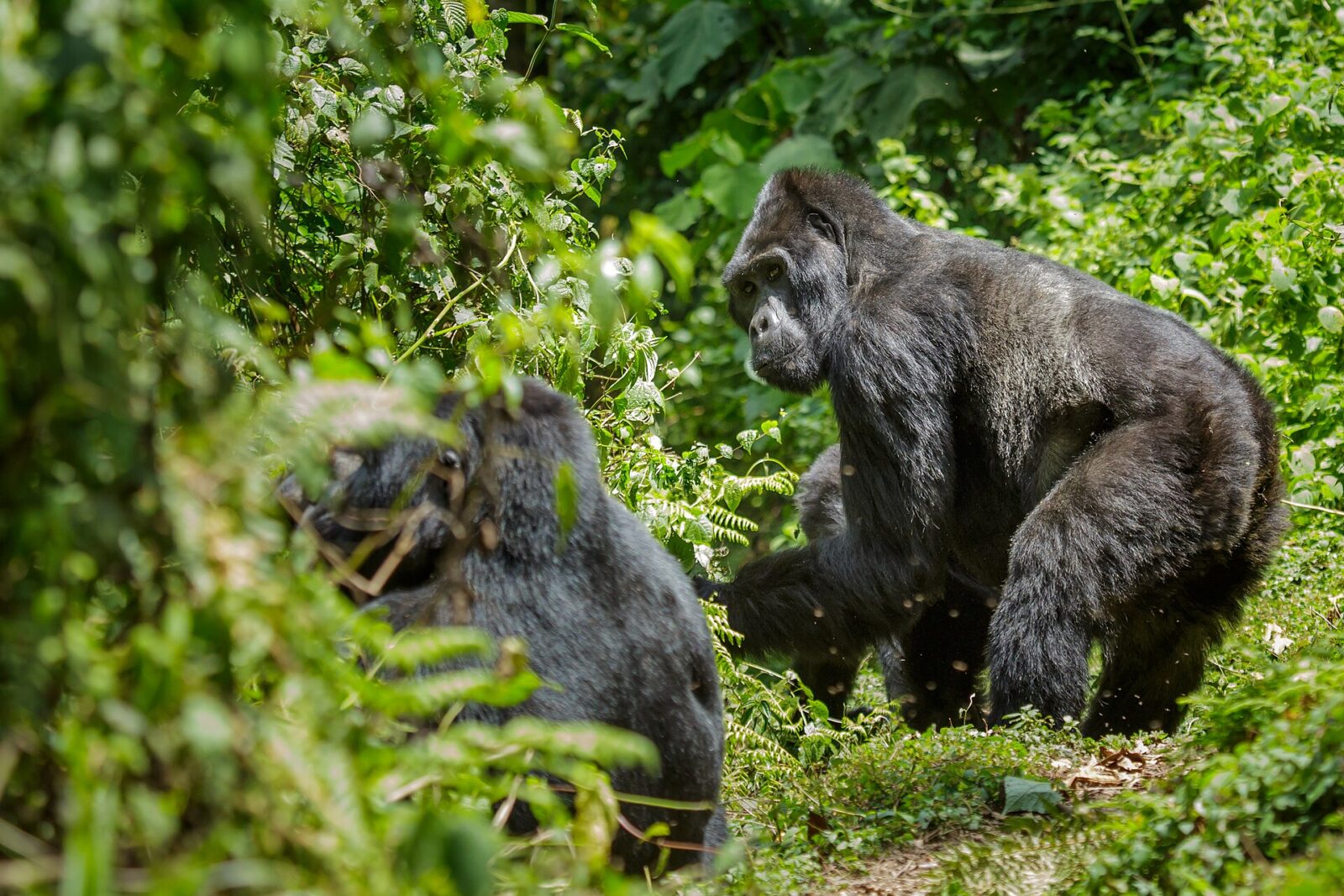 Your Gorilla Trekking Uganda Itinerary: A Day-by-Day Plan That Works