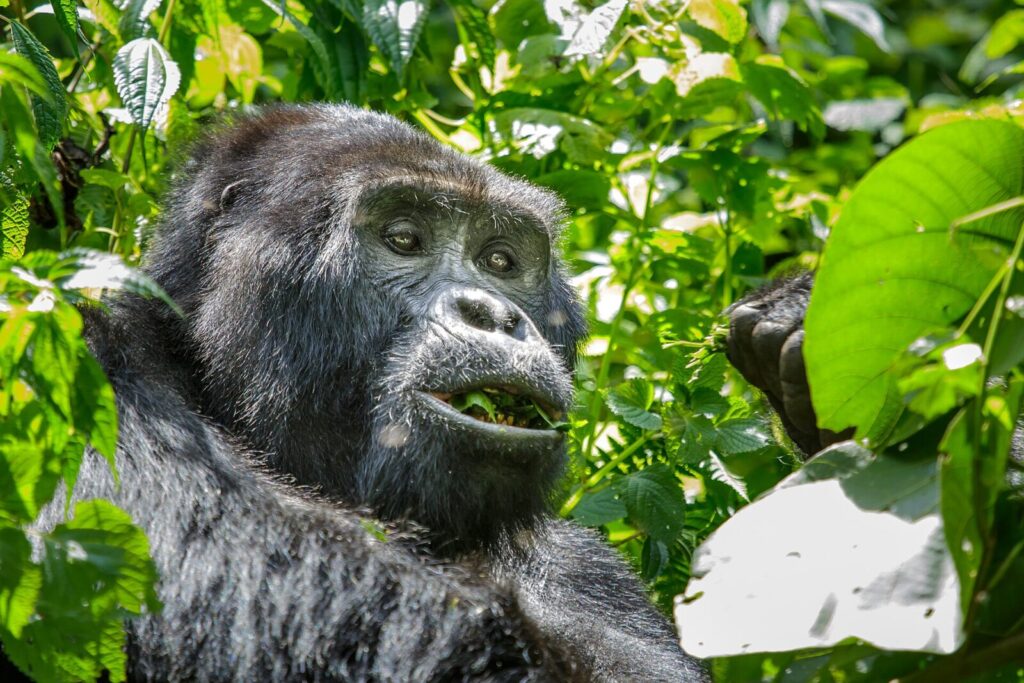 How to Plan a Gorilla Trekking Trip From Scratch in 7 Days