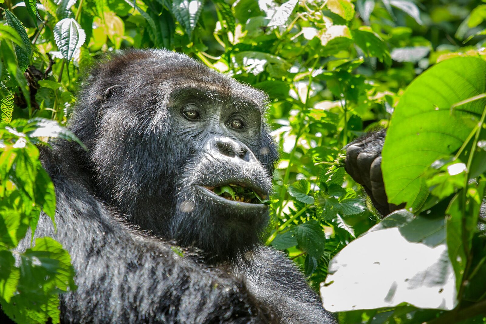 How to Plan a Gorilla Trekking Trip From Scratch in 7 Days