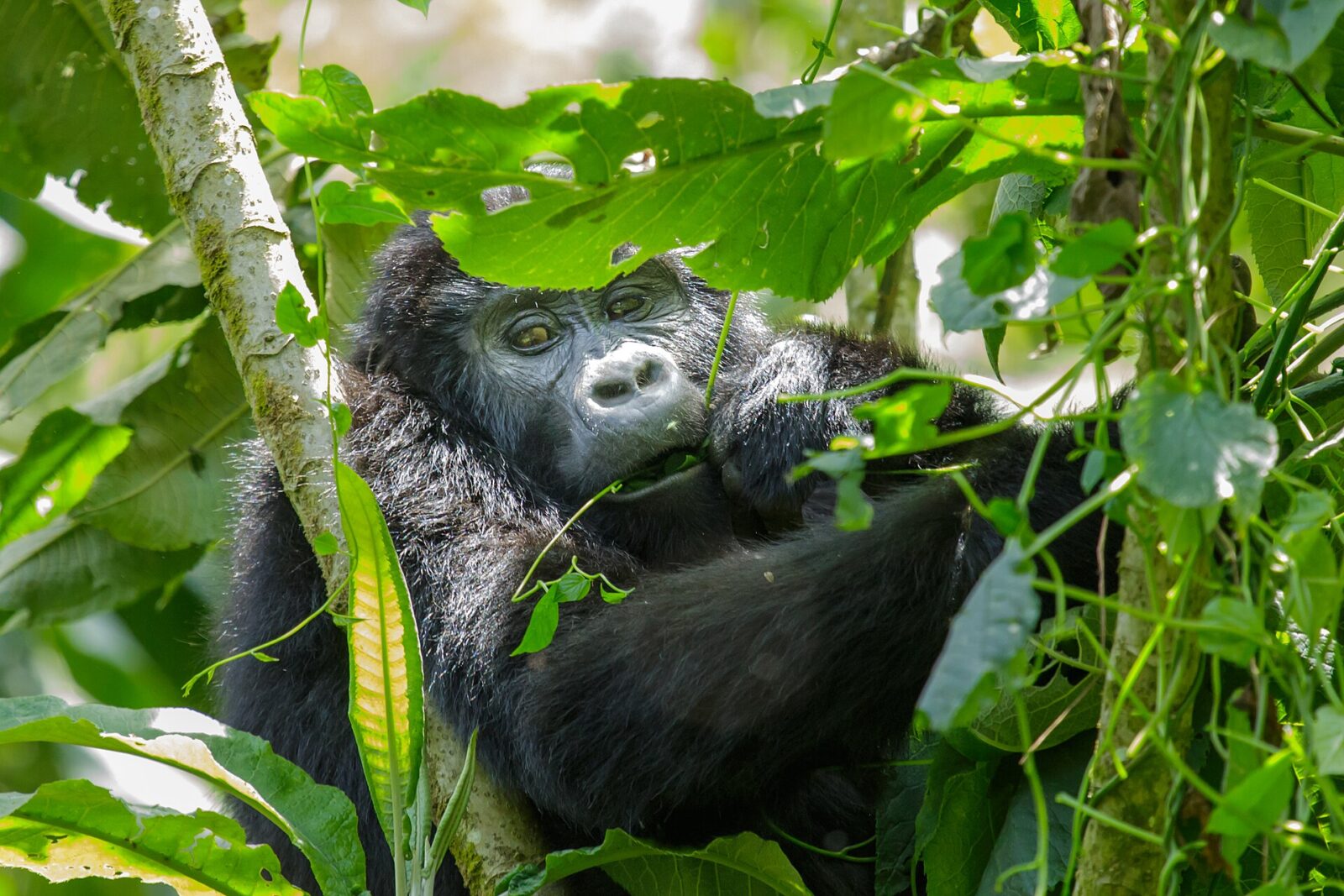 What to Do the Day Before Your Gorilla Trek: A Preparation Guide