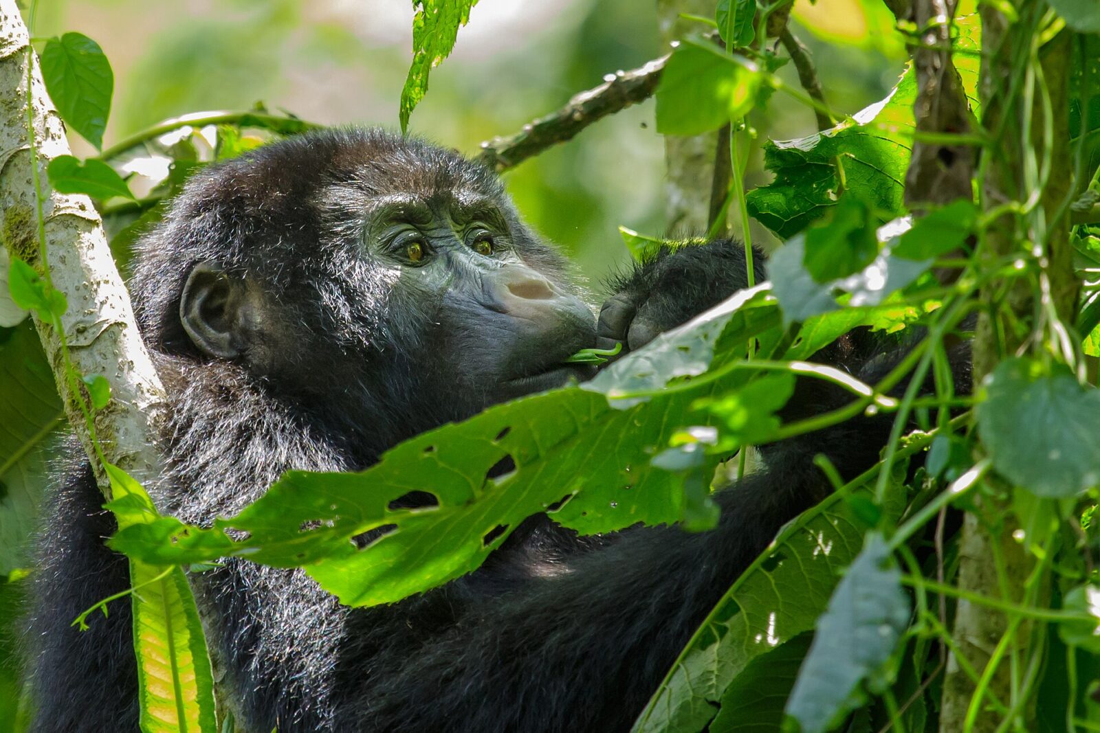 The Honest Uganda Gorilla Trekking Guide: No Fluff, No Upsell