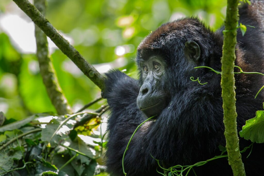 The Conservation Lover s Gorilla Trekking Uganda Guide: Impact Tourism
