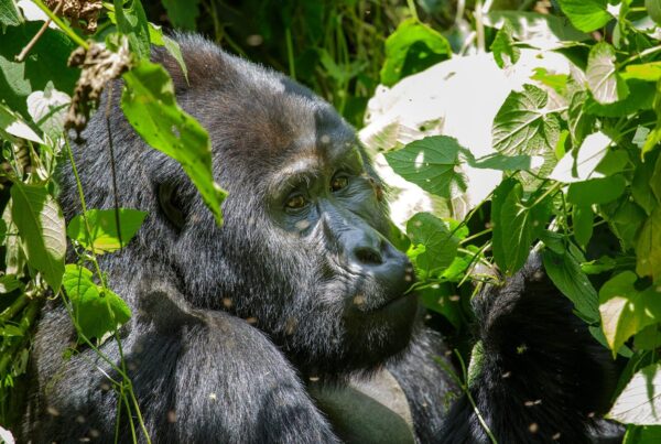 Gorilla Trekking Uganda: The Guide for People Who Have Never Been to Africa