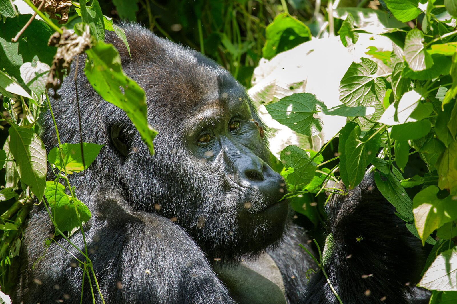 Gorilla Trekking Uganda: The Guide for People Who Have Never Been to Africa