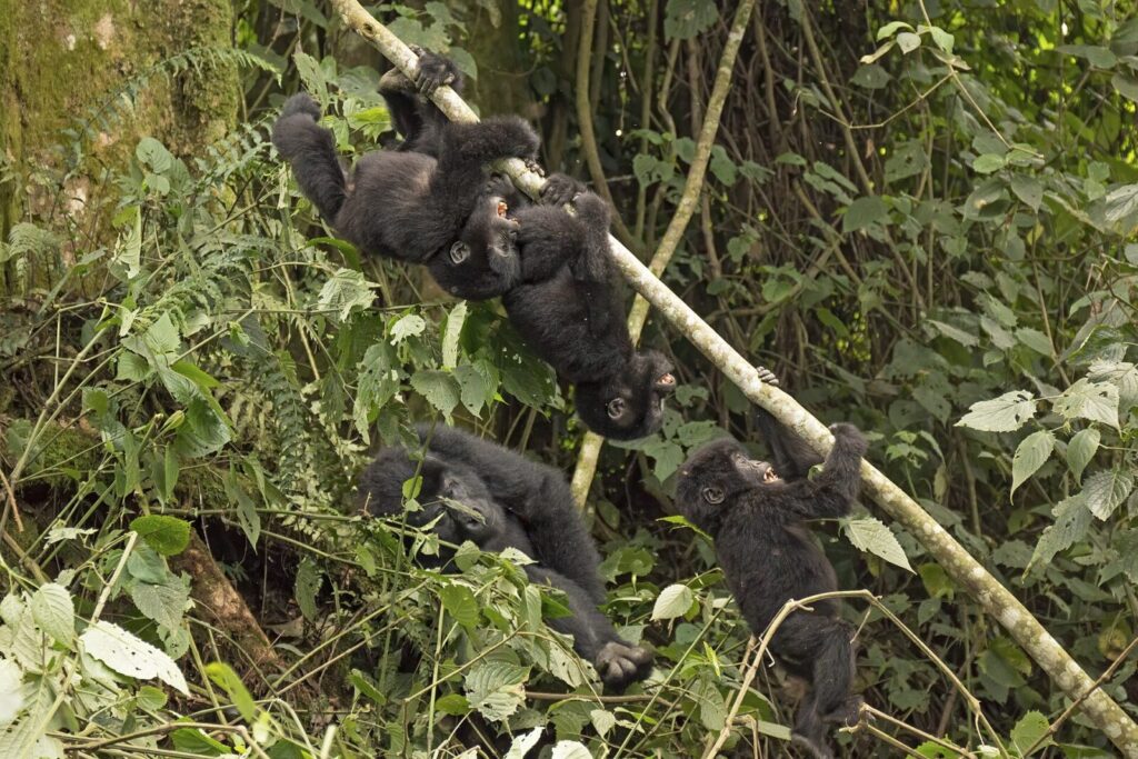 How Gorillas Communicate: Sounds, Gestures and Body Language