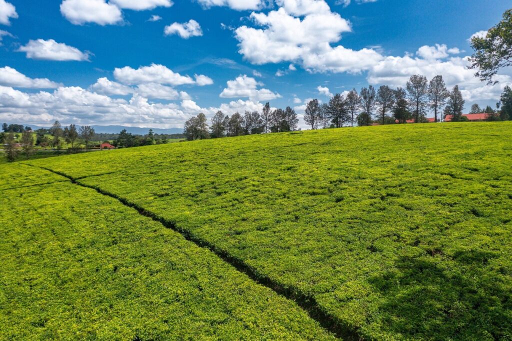 Uganda Entry Requirements 2026: Visas, Vaccines and Rules