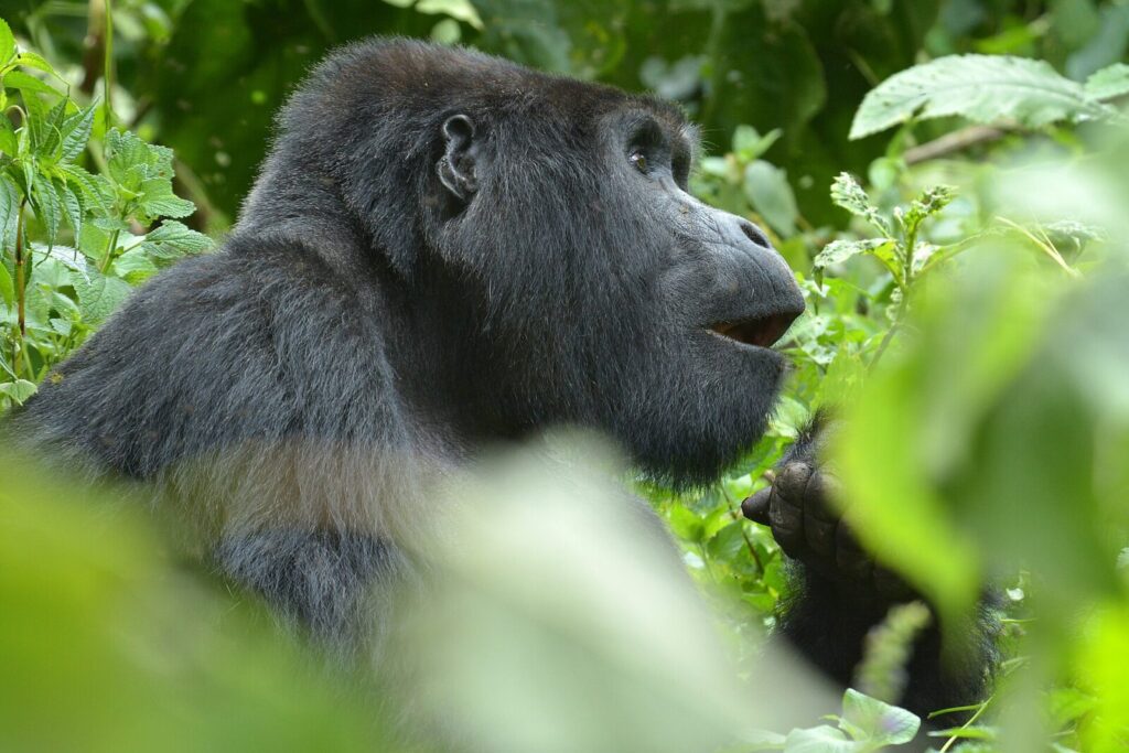 The Two-Week Trip That Lets You Do Gorilla Trekking and the Serengeti
