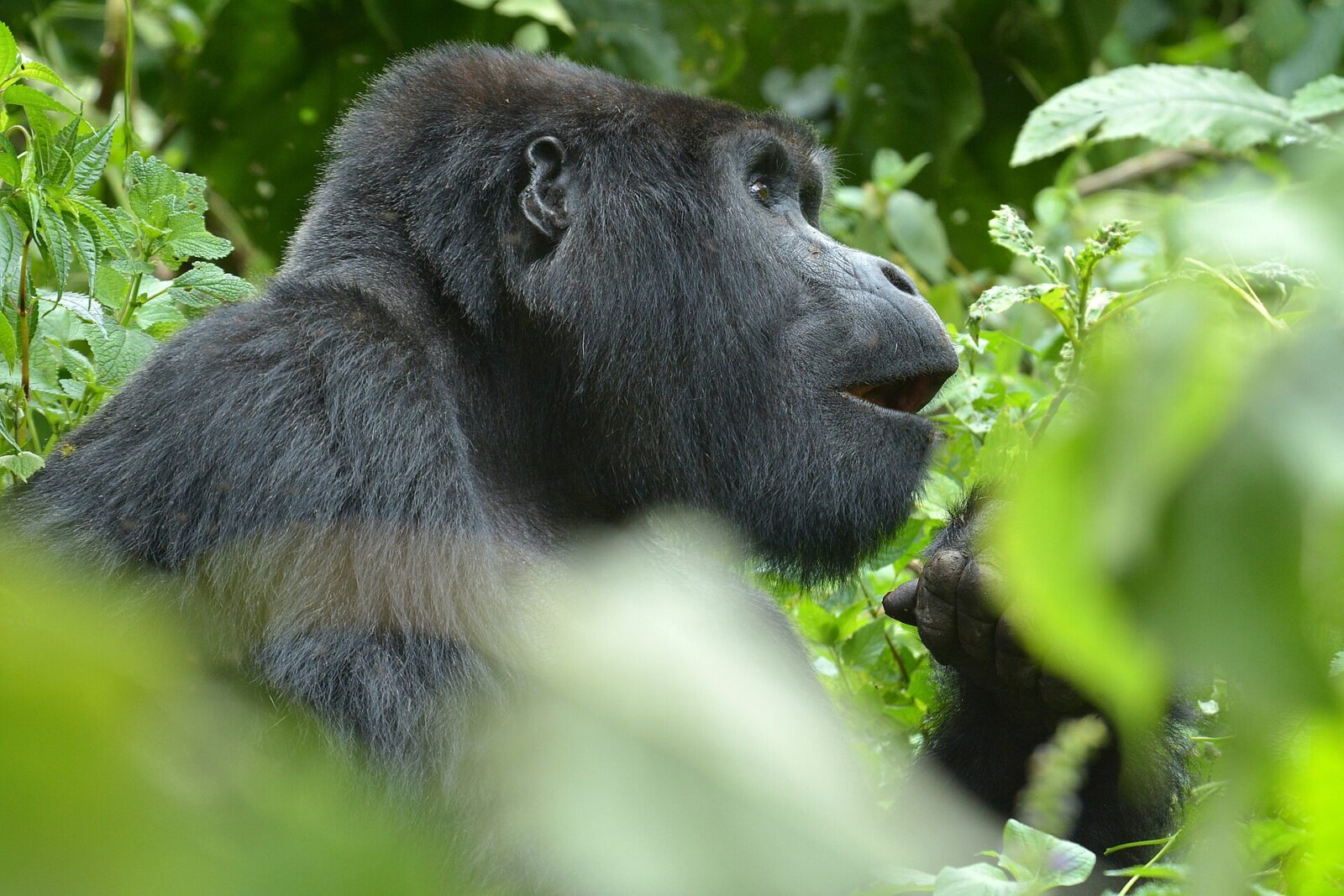 The Two-Week Trip That Lets You Do Gorilla Trekking and the Serengeti