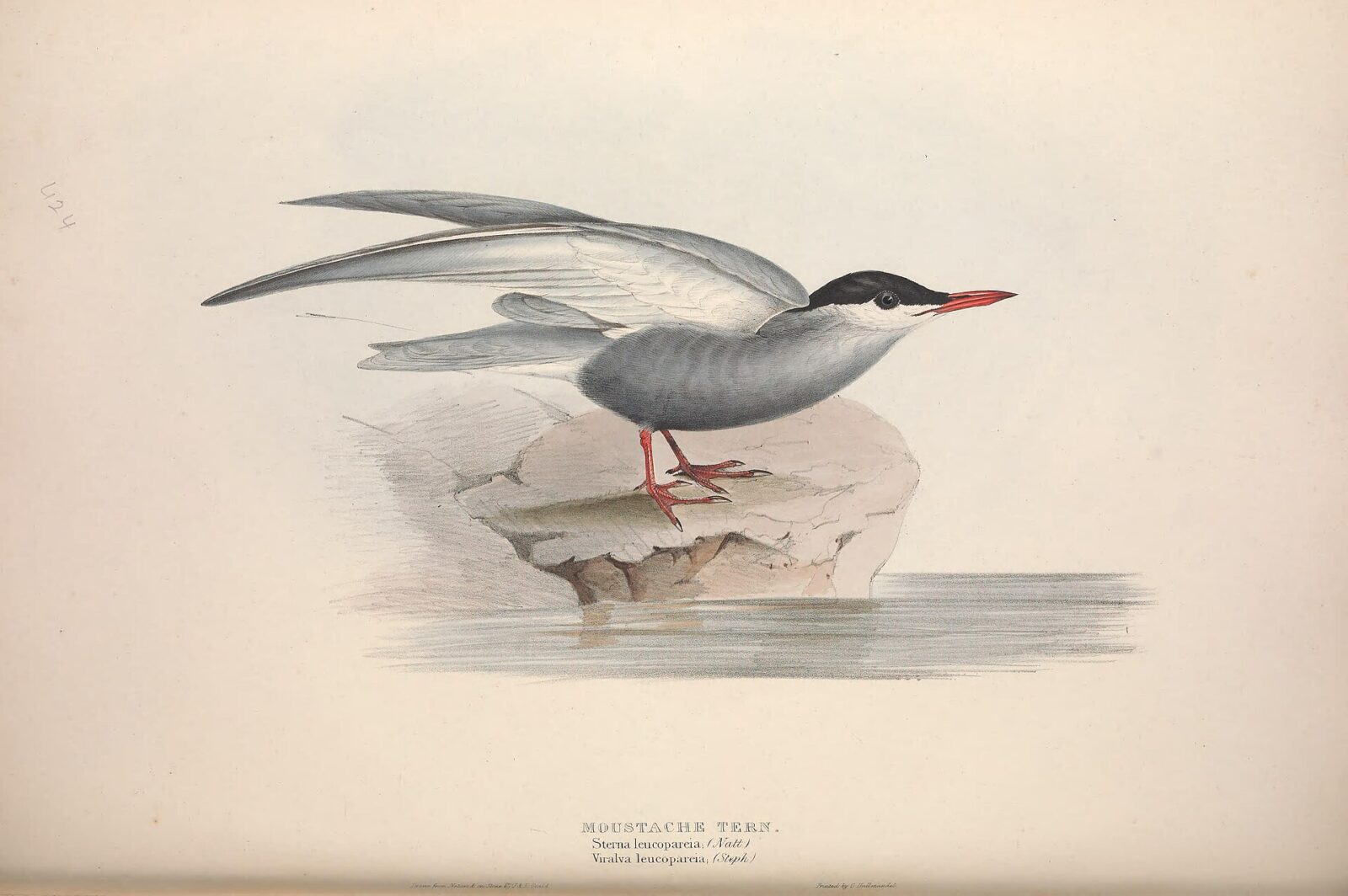 Why Uganda Has More Bird Species Than the Whole of Europe