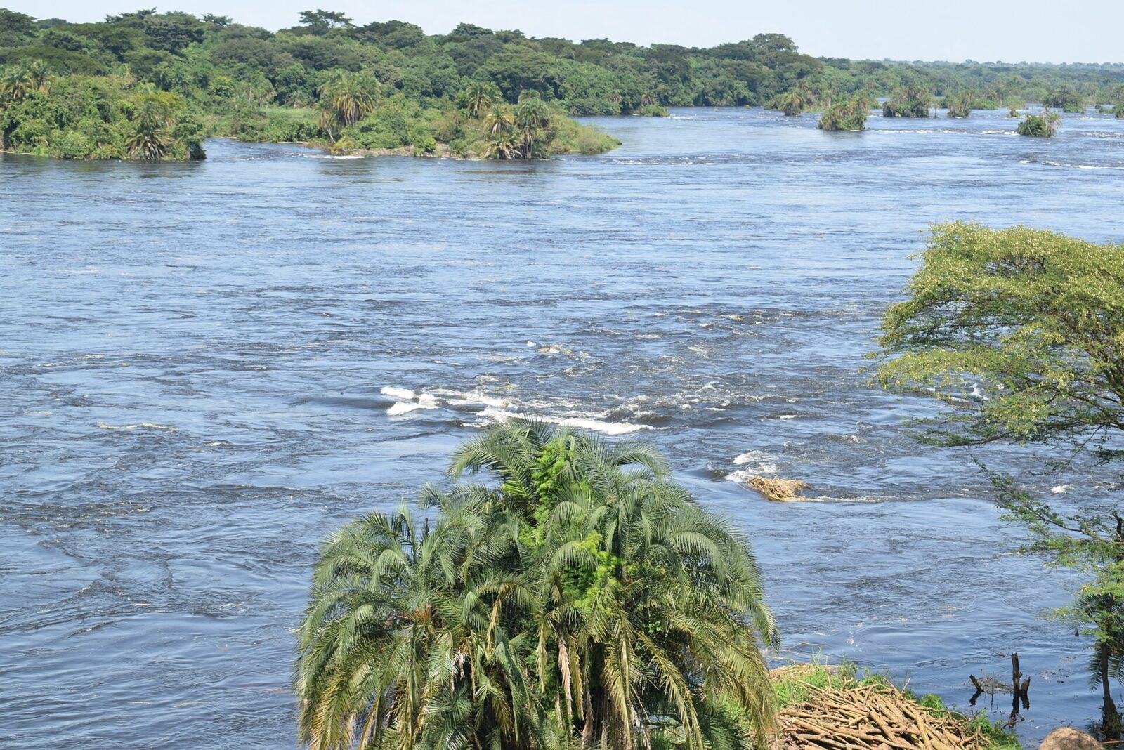 Stressed by World News? The Jungle Has No WiFi and That s Exactly the Point