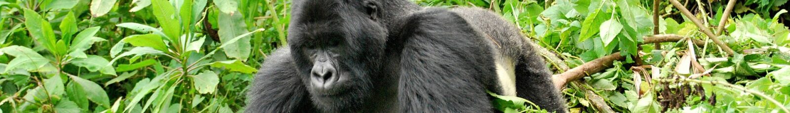 Gorilla Trekking Uganda vs Rwanda: Cost Comparison 2027